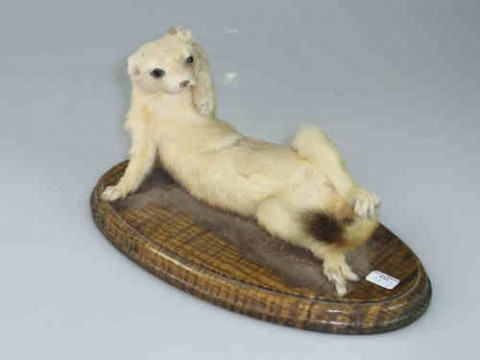 Taxidermy of a Stoat