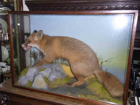 Taxidermy of a Fox in Glazed Case