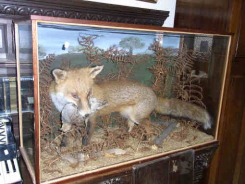 Taxidermy of a Fox with Game Bird in Glazed Case