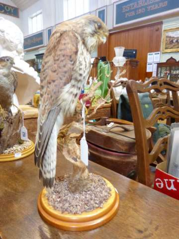 Taxidermy sparrow hawk, with certificate
