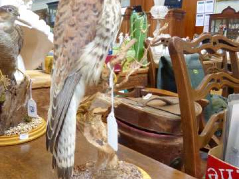 Taxidermy sparrow hawk, with certificate
