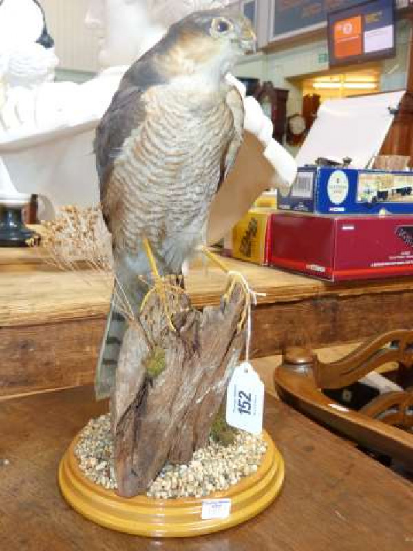 Taxidermy kestrel, with certificate