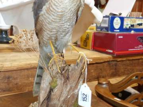 Taxidermy kestrel, with certificate