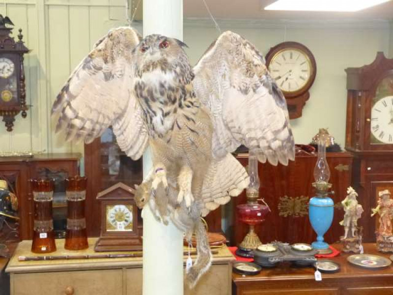 Taxidermy eagle owl clutching squirrel prey, with certificate