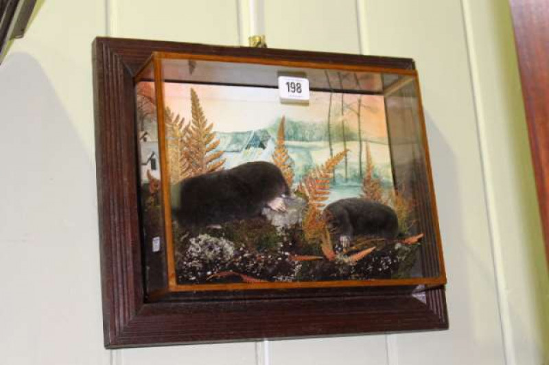 Pair taxidermy of moles in wall mounted display case