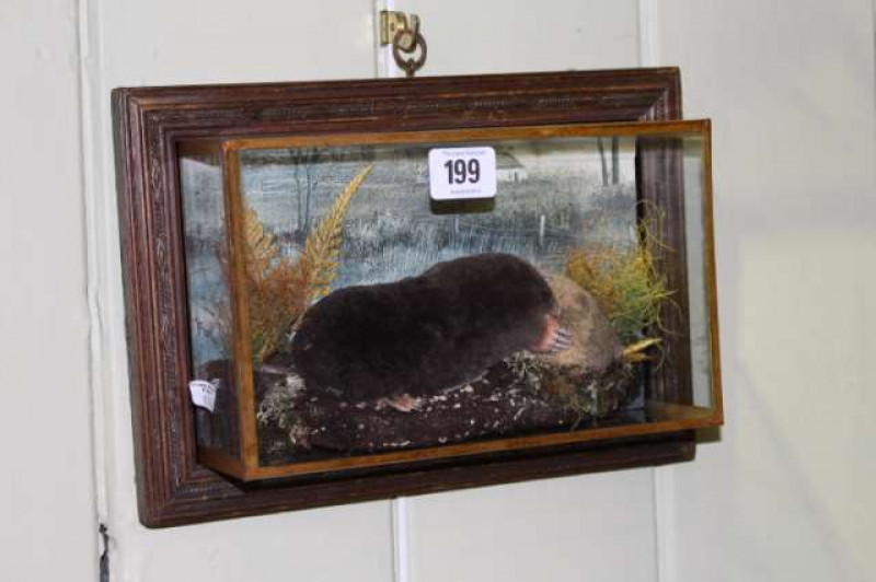 Taxidermy of a mole in wall mounted display case