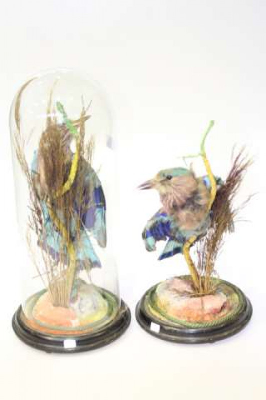 Two taxidermy kingfishers, one under glass dome