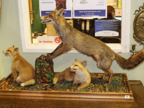 Taxidermy of fox and two cubs on plinth