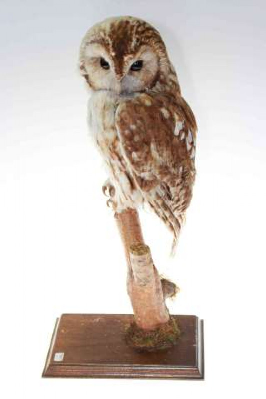 Taxidermy of an owl on branch