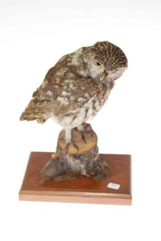 Taxidermy of an owl on stump