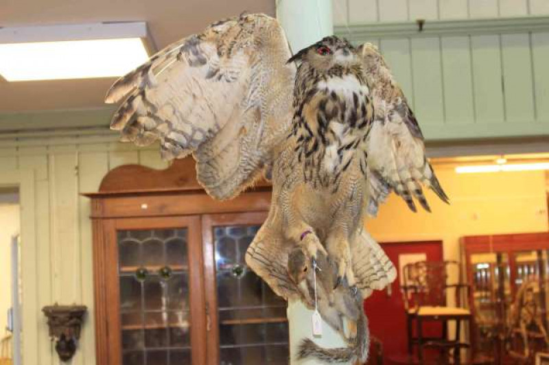 Eurasian eagle-owl carrying grey squirrel, with certificate
