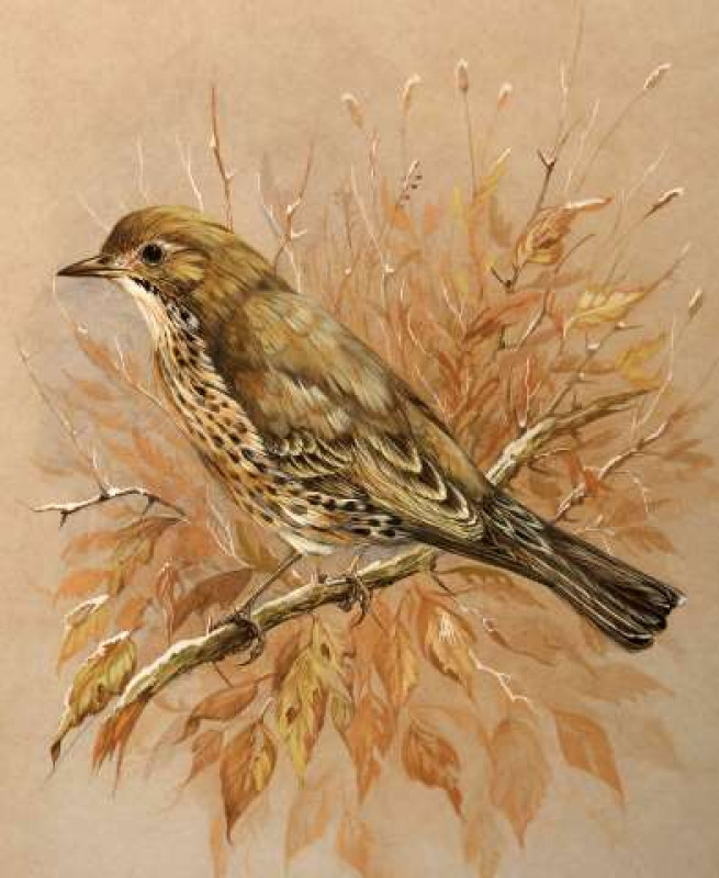 ANDREW ALEXANDER (20TH CENTURY), STUDY OF A MISTLE THRUSH, monogrammed, watercolour, framed. 25cm by 21cm