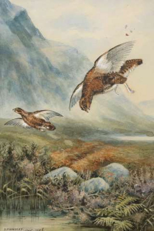 D*** F*** HINDLEY, 'THE FIRST TO THE BAG', signed and dated Aug 1906 lower left, watercolour, framed. 29.5cm by 20cm