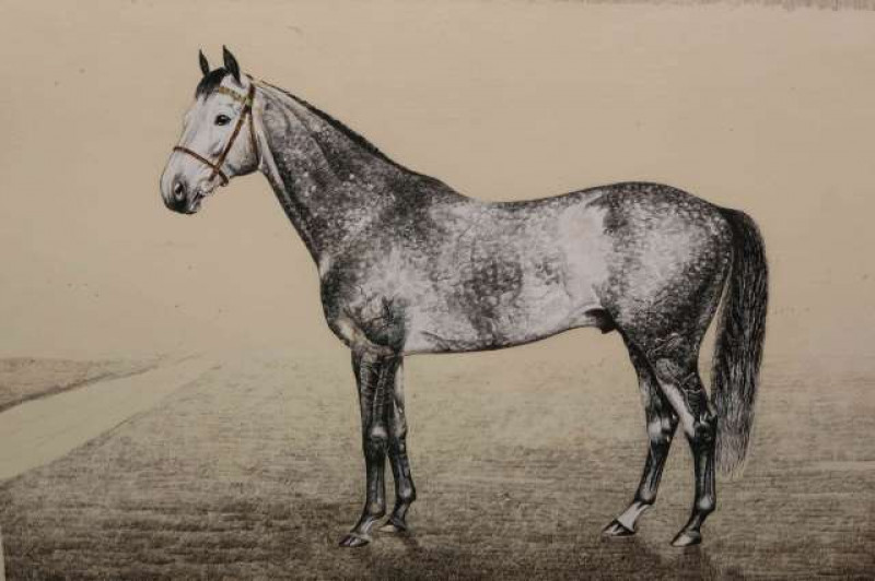 DONALD MATTINSON, 'AURALIA', signed and dated March 51 lower right, titled lower centre, pen, ink and watercolour, framed. Sheet 54.5cm by 73cm