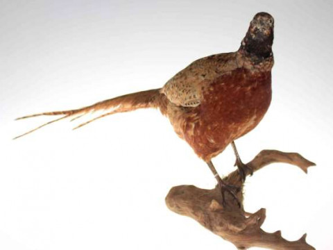 Taxidermy of a pheasant on branch