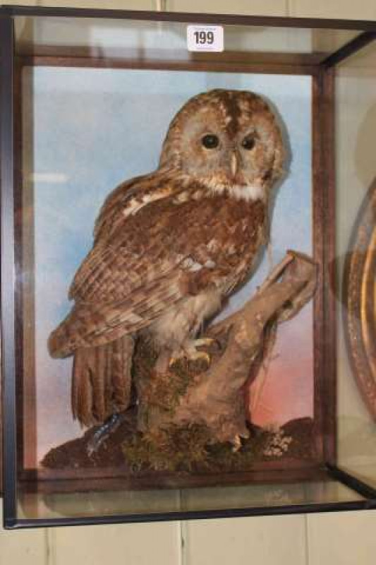 Glazed cased taxidermy of an owl on branch
