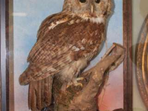 Glazed cased taxidermy of an owl on branch