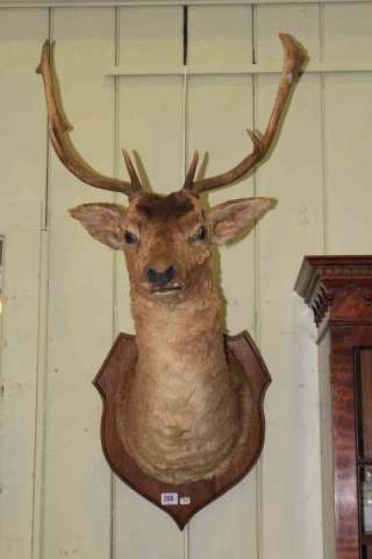 Taxidermy of large deer's head on shield shaped mount