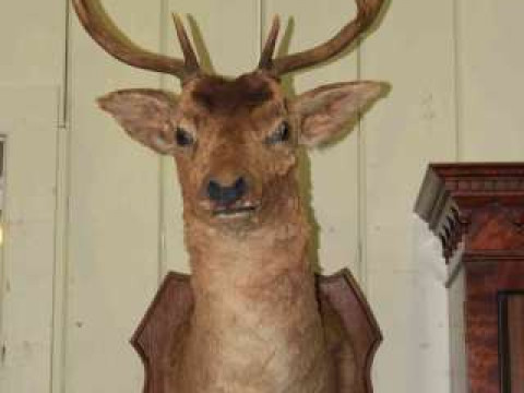 Taxidermy of large deer's head on shield shaped mount