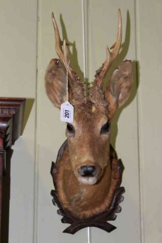 Taxidermy of small deer's head on wooden mount
