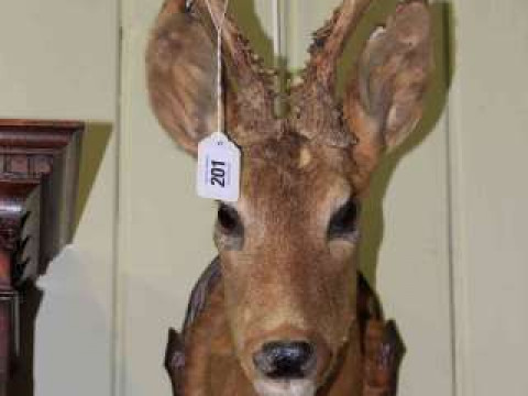Taxidermy of small deer's head on wooden mount