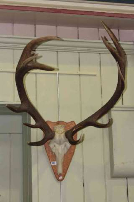 Pair of stag antlers on shield mount