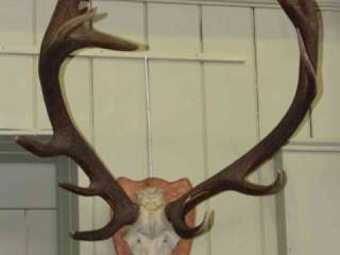 Pair of stag antlers on shield mount