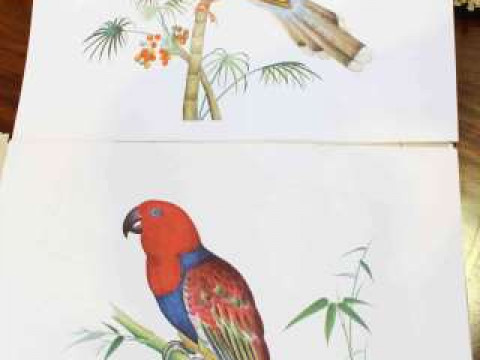 Folio, Bird Paintings of the Chien Lung Period 1736-1796, The Holland...