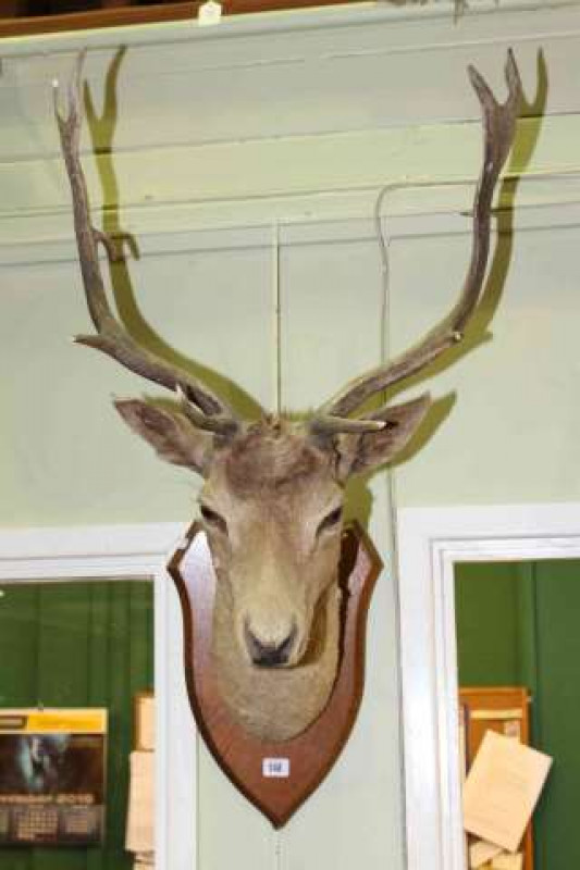 Taxidermy of a stags head on shield shaped mount