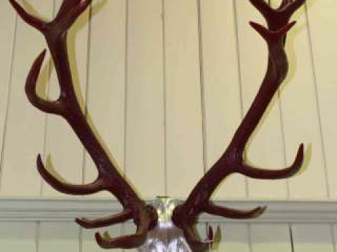 Decorative set of red and silver antlers on skull