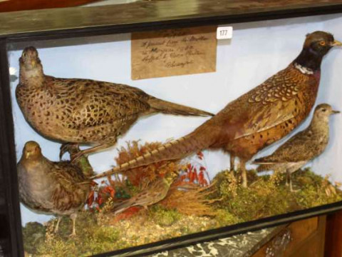 Cased taxidermy of pheasants and other birds