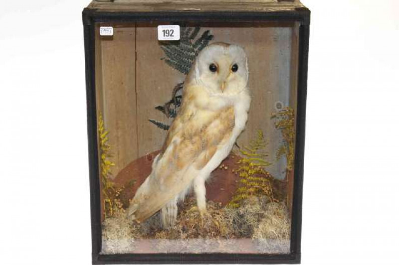Cased taxidermy of an owl