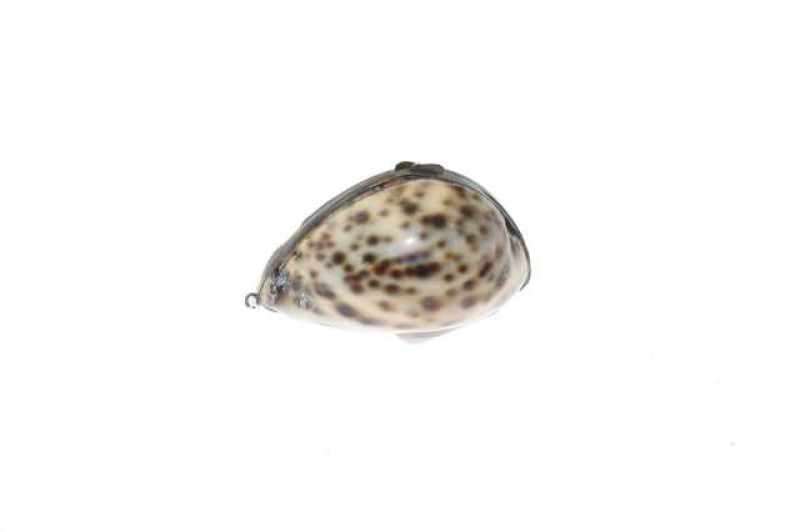 Cowrie shell snuff box