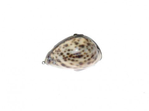 Cowrie shell snuff box