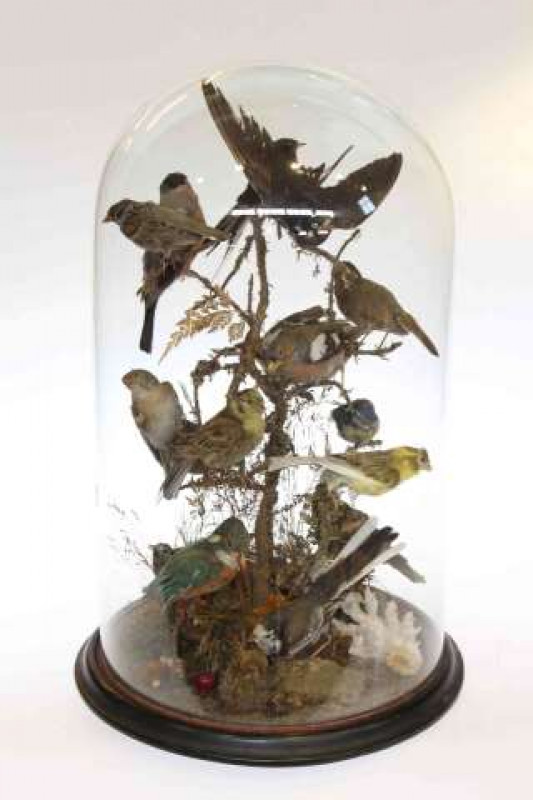 Menagerie of birds under large glass dome, 55cm high
