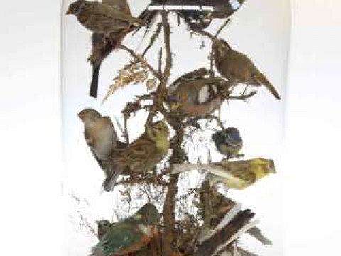 Menagerie of birds under large glass dome, 55cm high