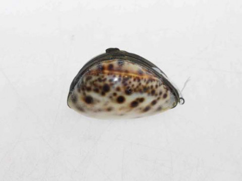 Cowrie shell snuff box