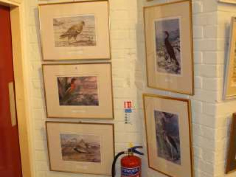 After Thomas Baines, nine ornithological prints and Limited Edition print...