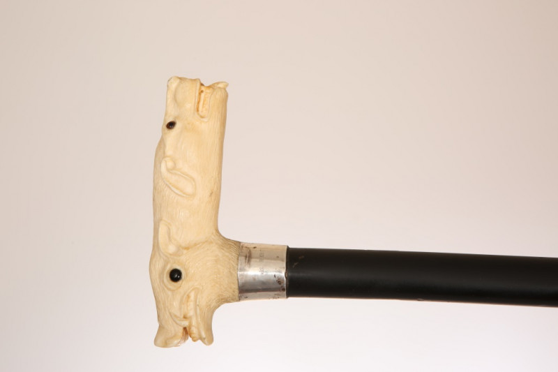 AN IVORY HANDLED, SILVER COLLARED AND EBONISED WALKING CANE, London 1926, the handle carved with the head of a boar and a hound. 92cm, handle 10.5cm