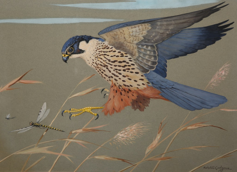 RALSTON GUDGEON (1910-1984), A PEREGRINE FALCON SWOOPING TO CATCH A DRAGONFLY, signed lower right, watercolour, framed. 37cm by 51cm