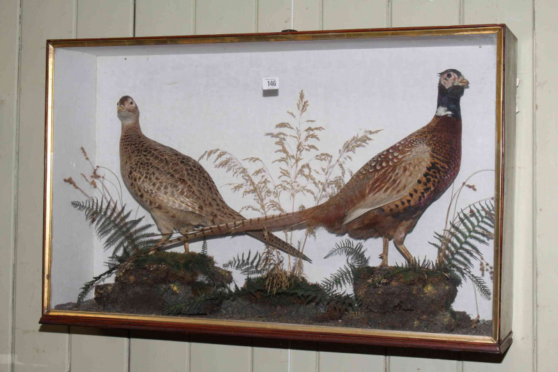 Cased taxidermy of a male and female pheasant
