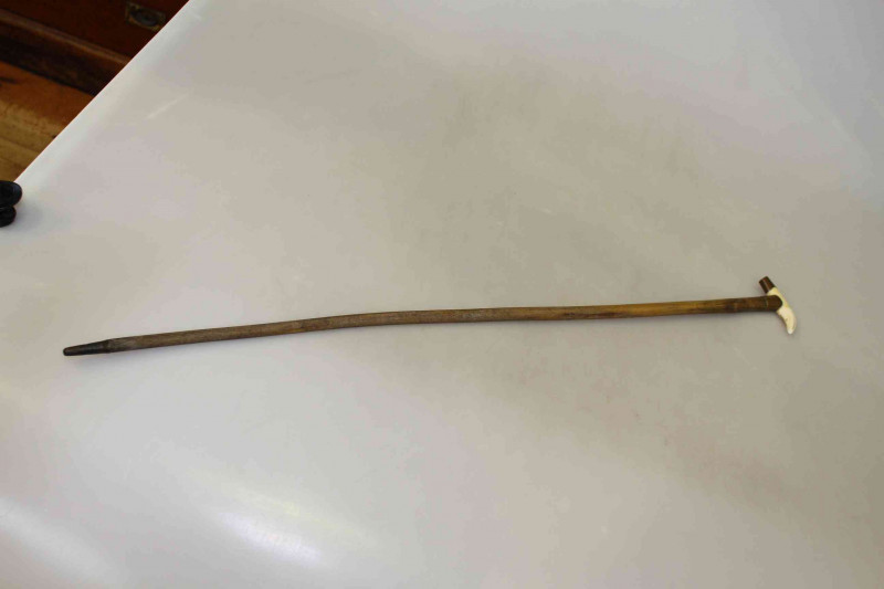 Cane with tiger tooth handle