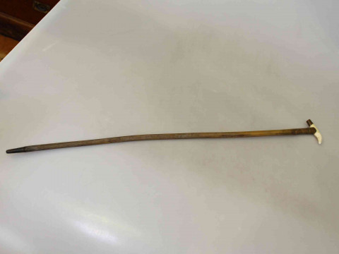 Cane with tiger tooth handle